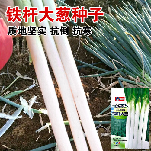 山东章丘蔬菜耐寒春季大葱种子