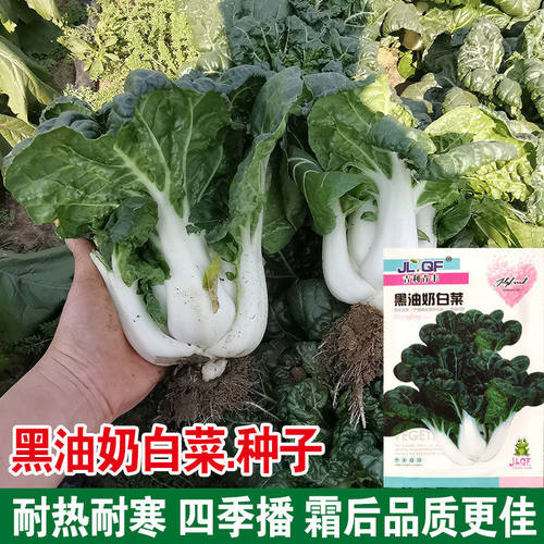 矮脚奶白菜种子耐寒耐热
