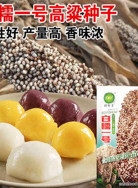 白高粱种子白糯一号杂交