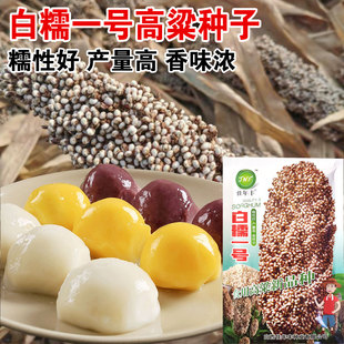 白高粱种子白糯一号杂交白高粱种子 食用高粱新品种产量高香味浓