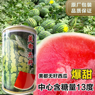 红皮西瓜无籽美都西瓜种籽8424麒麟甜王懒汉西瓜种子阳台小西瓜籽