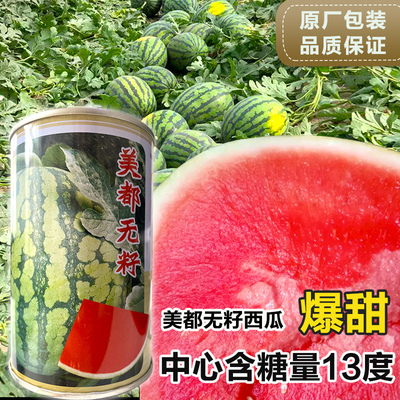 美都无籽爆甜西瓜种子