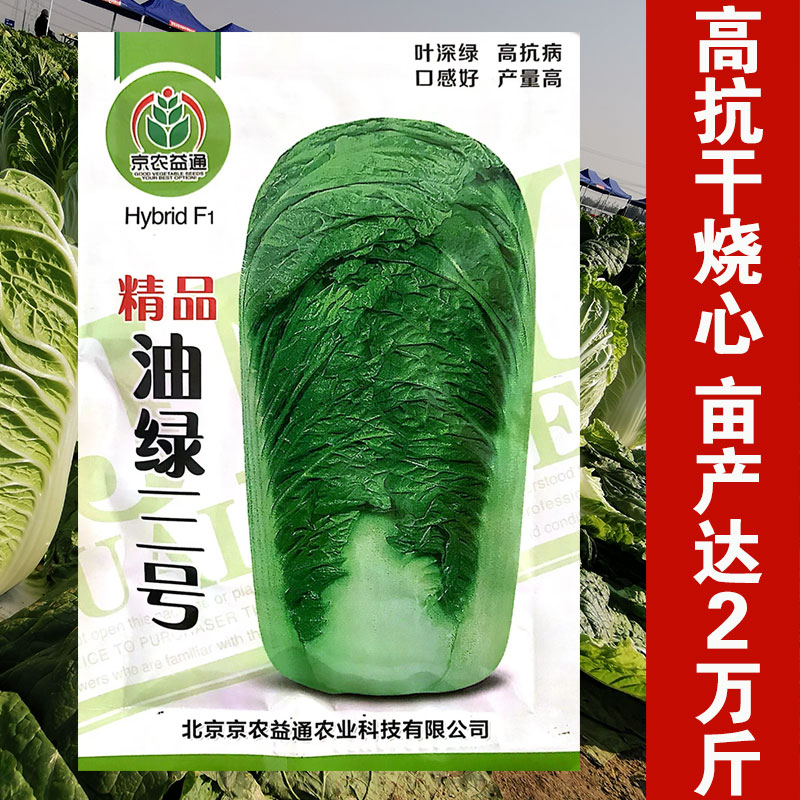 油绿三号白菜种子油绿型白菜籽冬储大白菜种籽四季庭院大田蔬菜种 - 实物图