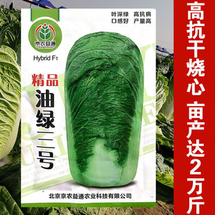 油绿三号白菜种子油绿型白菜籽冬储大白菜种籽四季庭院大田蔬菜种