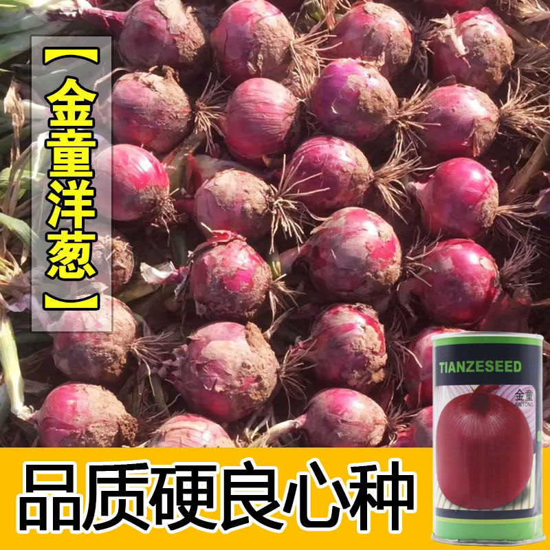 高产红皮洋葱种子 高桩元葱种子 圆葱头籽 金童 基地种植100克/罐