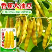 正宗香蕉油豆种籽黄油豆角种子架油豆籽东北金满架油豆角种子抗病