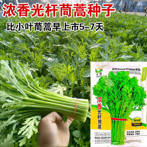 浓香光杆茼蒿种子小叶茼
