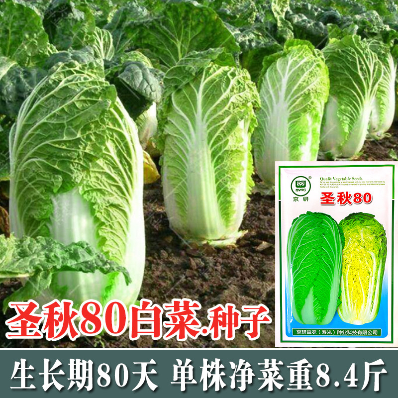 蔬菜三号晚熟抗病地棚京研大白菜图片