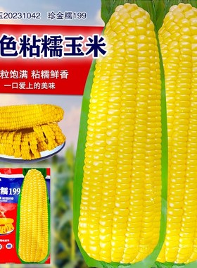 黄糯粘玉米种子黄金甜粘糯大棒玉米 糯玉米种子蔬菜种子皮薄糯甜