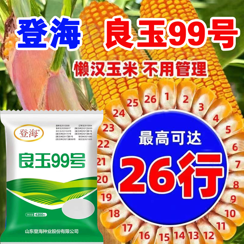 登海良玉99高产玉米种杂交国审矮杆抗旱红轴玉米种子苞米种大田种
