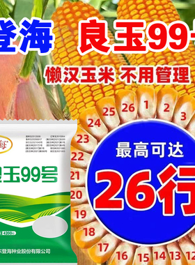 登海良玉99高产玉米种杂交国审矮杆抗旱红轴玉米种子苞米种大田种