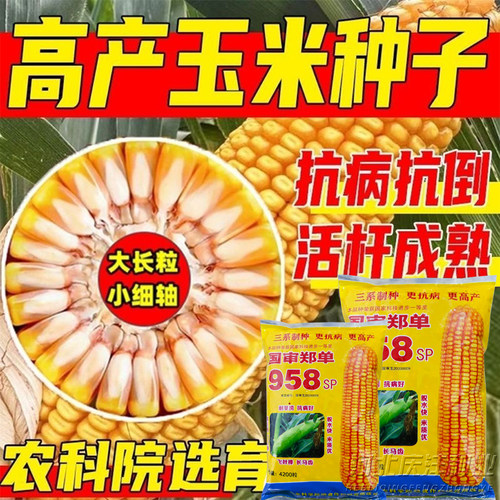 郑单958玉米种子高产抗倒大长粒