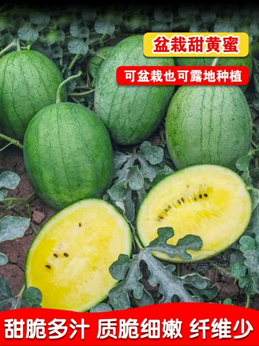Ice Kirin Abrimelon Seedne Желто -сердце преждевременное подарок летняя дыня желтая мякоть семена плода тонкая кожа сад весна весна
