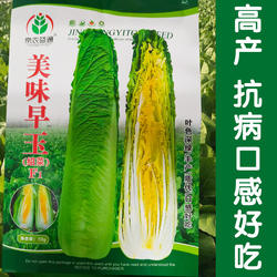 老品种高产优质千年古菜大白菜种子玉田包尖大白菜种子大白菜好吃