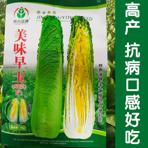 优质千年大白菜玉田包尖好吃种子