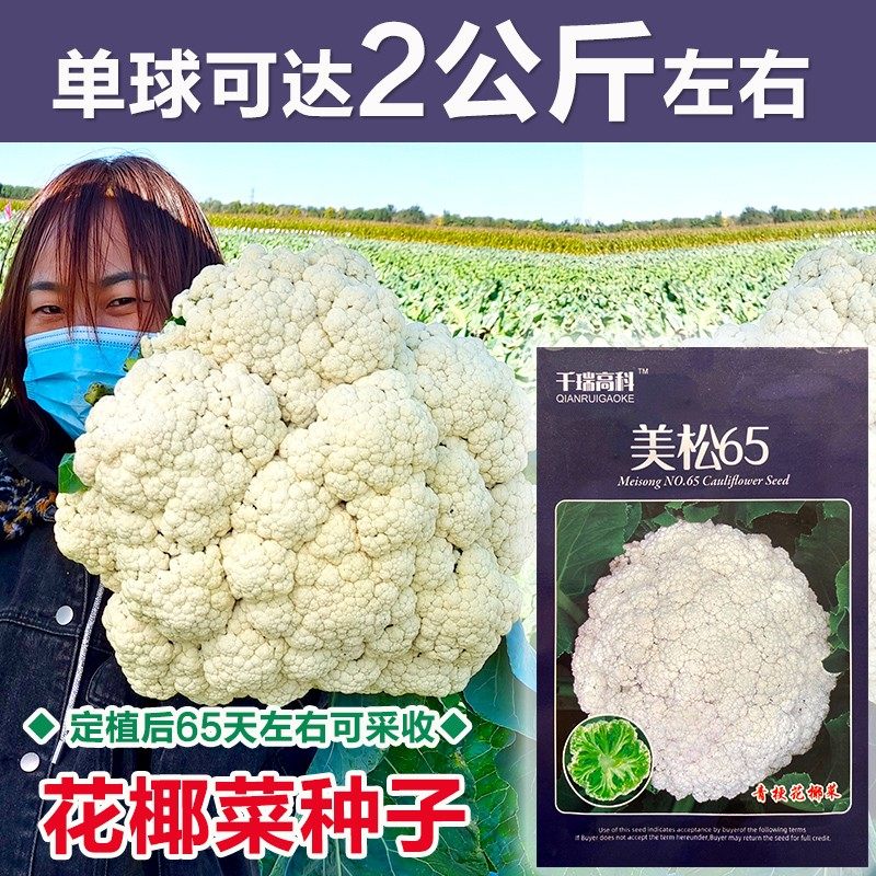 青梗松花菜种子花菜种籽菜花苗子耐寒耐热大面积包邮布鲁斯,鲜花速递/花卉仿真/绿植园艺,家庭园艺种子,淘宝优惠券,粉丝福利购,淘宝优惠卷