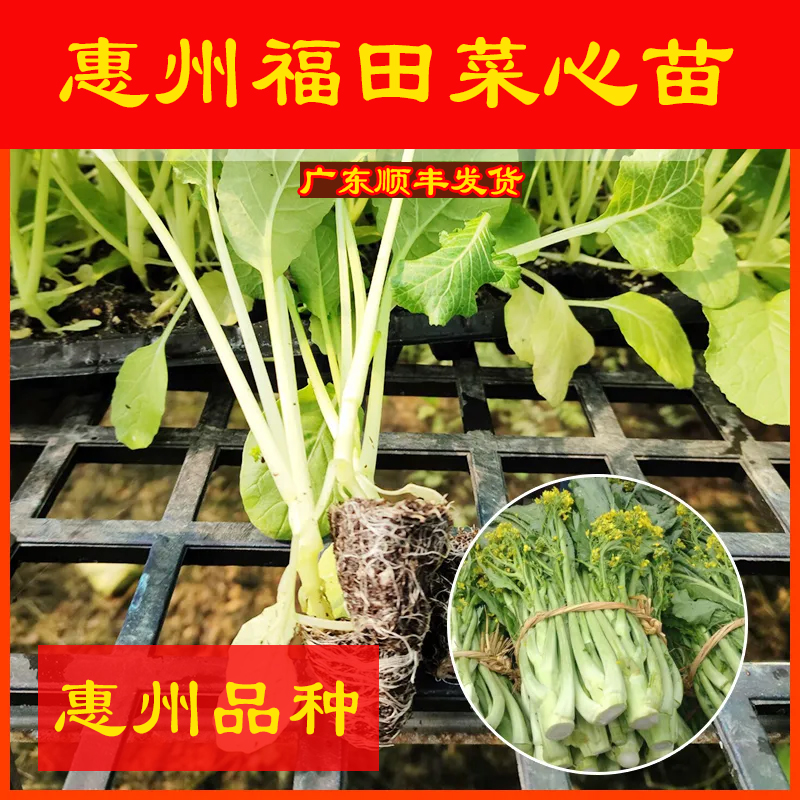 惠州福田菜心秧苗  新鲜拔苗带泥发货阳台盆栽