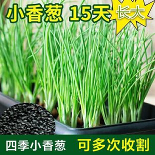 上海四季小香葱种子盆栽小葱蔬菜种籽四季播庭院阳台易种蔬果种子