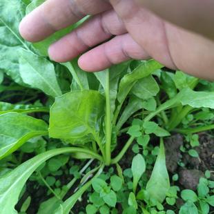 青梗牛皮菜苗 甜菜食用饭迟麦厚合君达农家露地苗