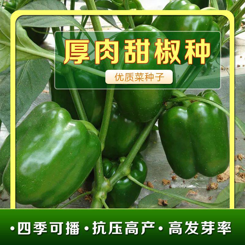 厚肉元椒菜椒种子甜椒种甜辣椒种子高产蔬菜椒辣椒种四季可播种