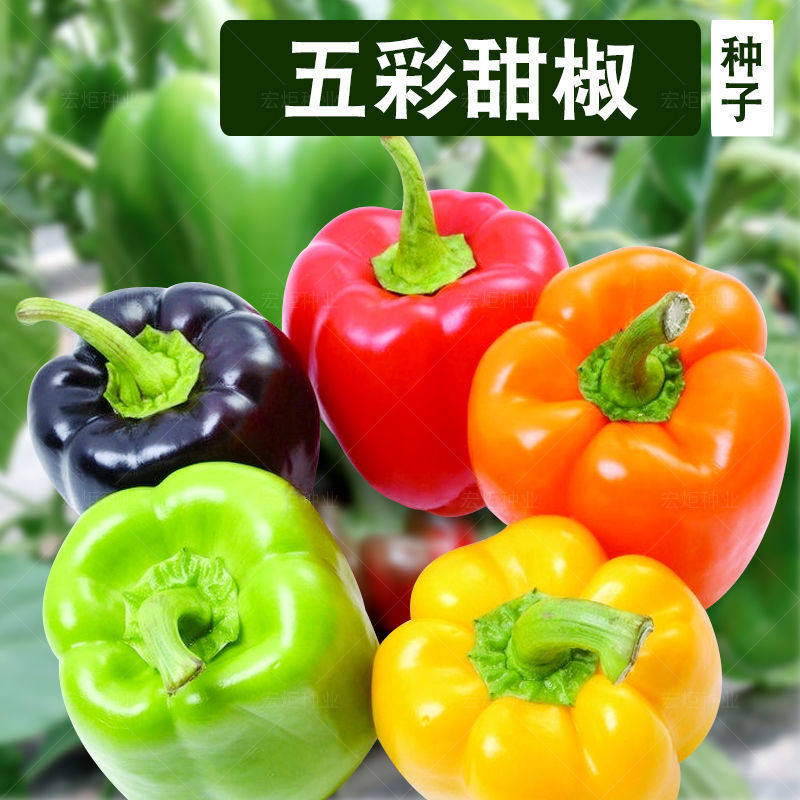 青椒灯笼,青椒(第2页)_大山谷图库