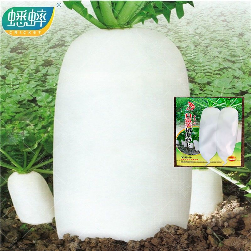 四川春不老萝卜种子 种菜 蔬菜春不老白萝卜种子圆球形秋季播种