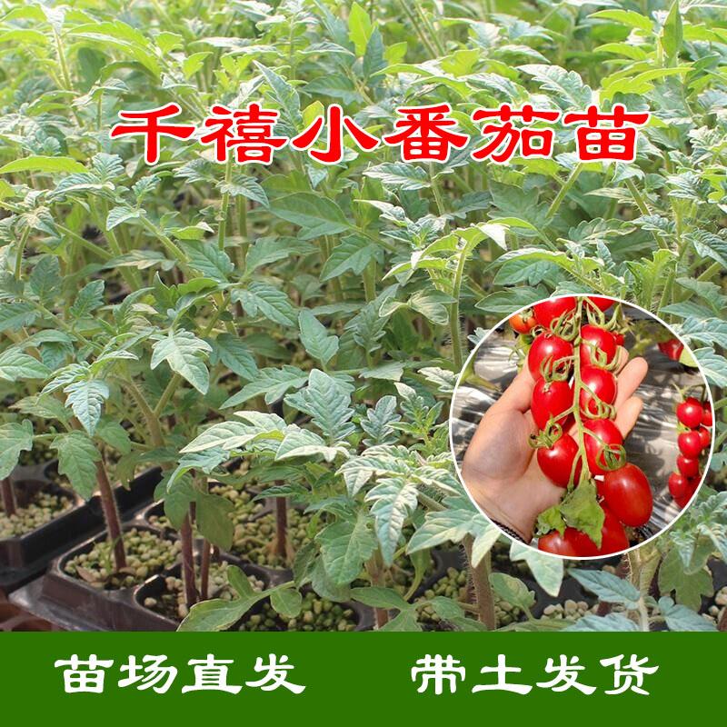 圣女果苗瀑布小番茄苗