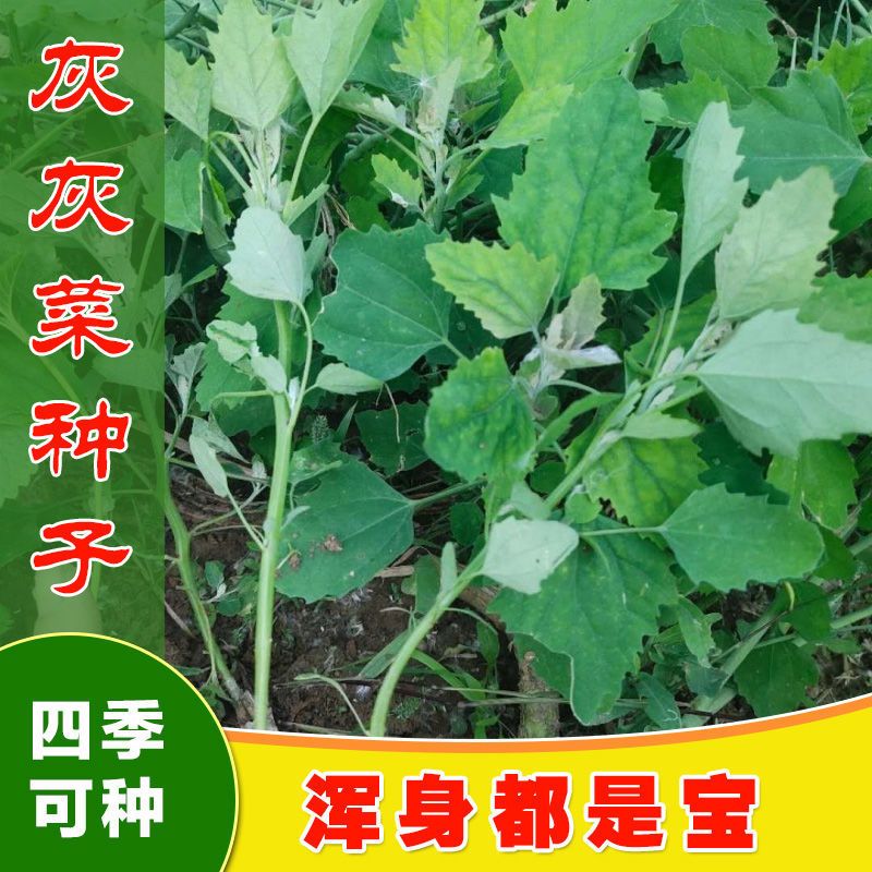 灰灰菜种子 老品种野菜四季播蔬菜种子阳台盆栽庭院