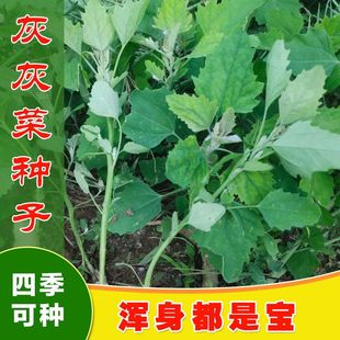 灰灰菜种子 老品种菜四季播蔬菜种子阳台盆栽庭院