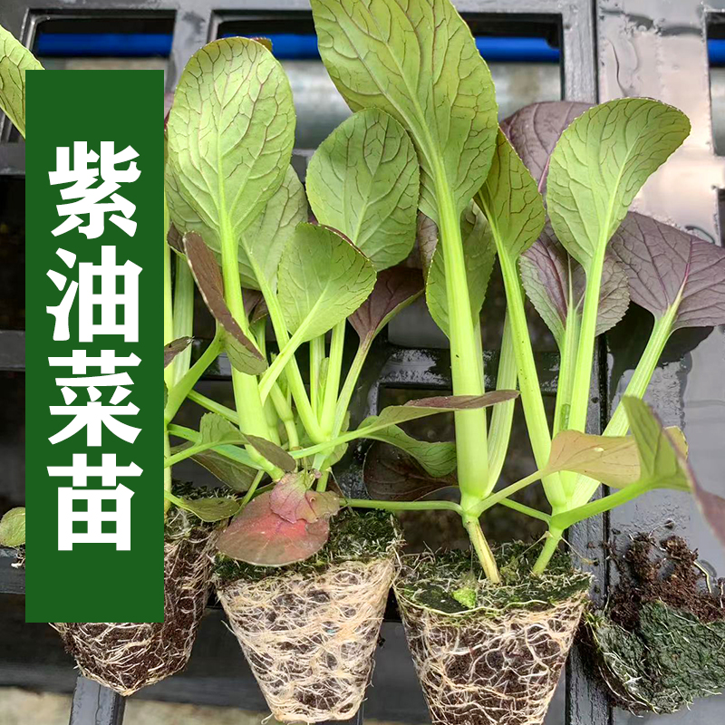 紫油菜苗紫罗兰紫油菜紫色上海青紫妃苏州青小青菜蔬菜阳台盆栽