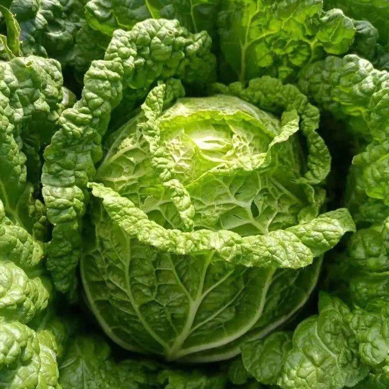 寒春大白菜苗 迟白菜白菜蔬菜苗,农用物资,蔬菜种子/种苗,淘宝优惠券,粉丝福利购,淘宝优惠卷