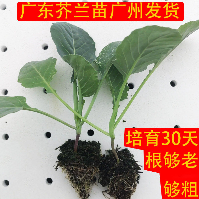 芥蓝种苗 芥兰菜秧苗 夏季种菜园种植蔬菜种子农家四季播种