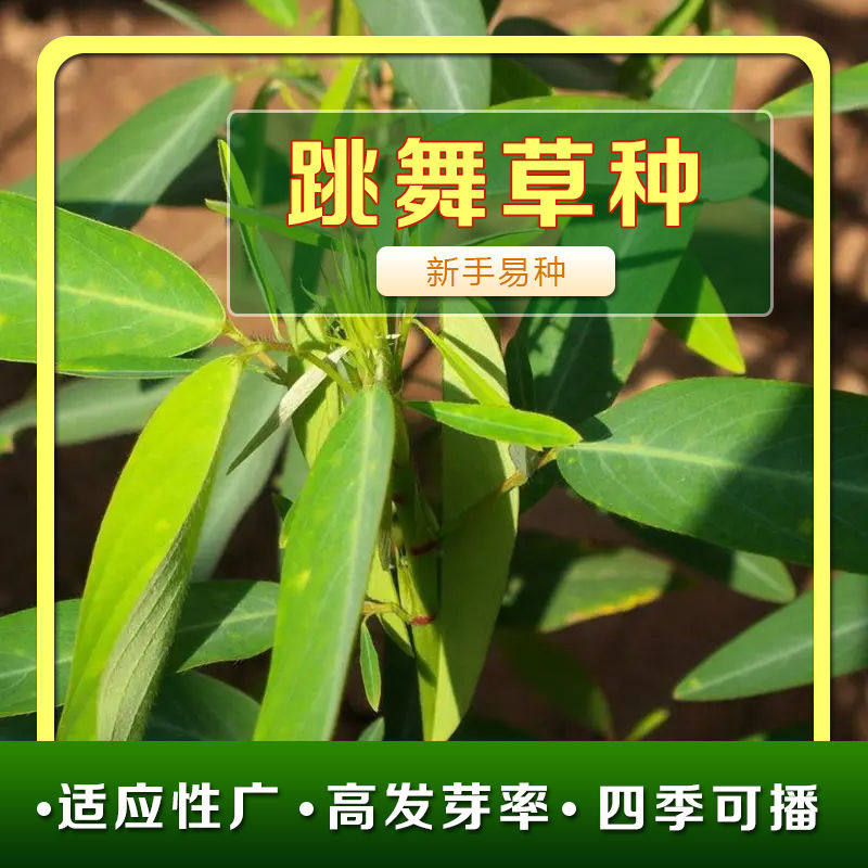 跳舞草种子情人草风流草无风自动草籽盆栽趣味观叶植物春秋