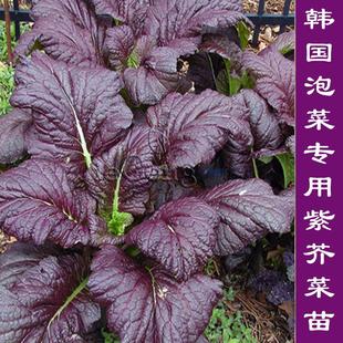 紫甜芥菜苗 紫色泡青菜芥菜苗 腌制专用紫色宽叶-