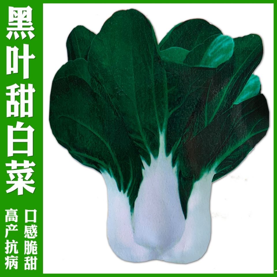 四季黑叶甜白菜种子广东中脚葵扇黑叶白菜青菜种籽盆栽蔬菜种子籽