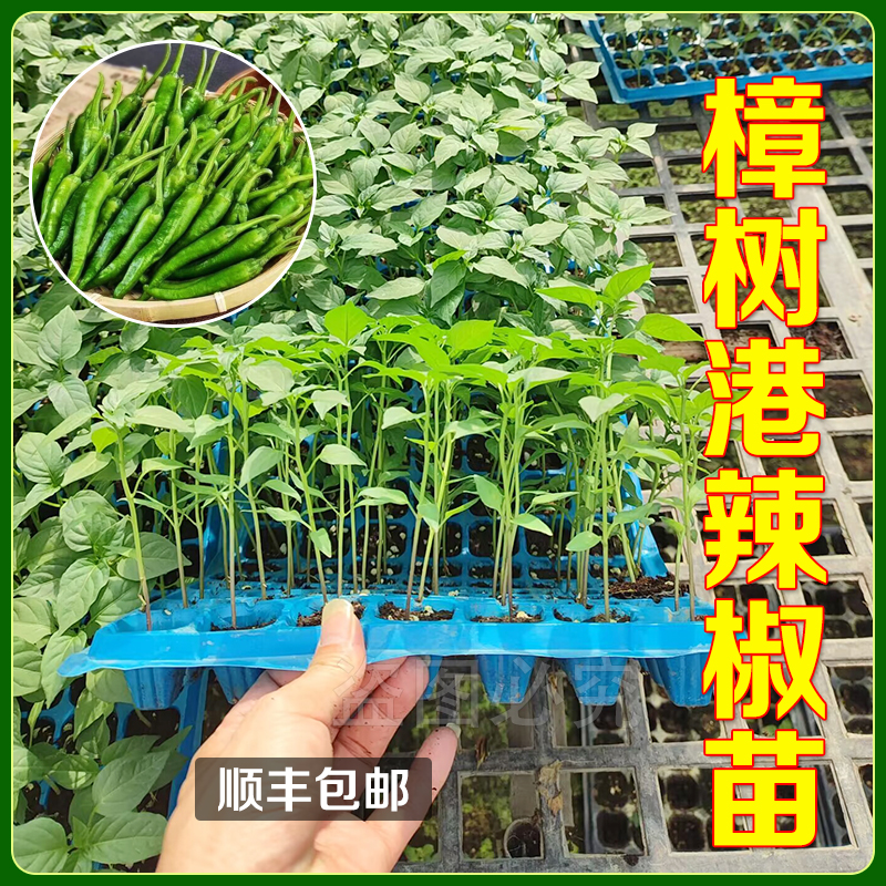樟树港辣椒苗 广州地现摘现发 存活率高 根系发达