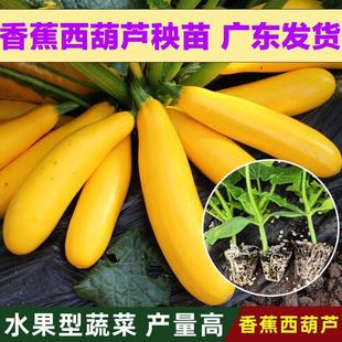 四季 香蕉西葫芦瓜苗 盆栽西胡芦种蔬菜香蕉大全瓜苗