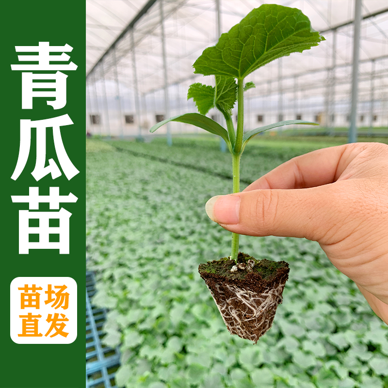 津研四号黄瓜苗黄瓜秧苗阳台种植蔬菜四季种阳台苗青瓜旱黄瓜