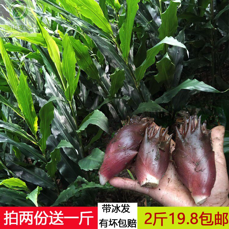 阳荷阳藿洋荷姜新鲜现采2斤包邮食用阳荷姜茗荷蘘荷山姜观音花洋 深山农家有机食品 淘优券