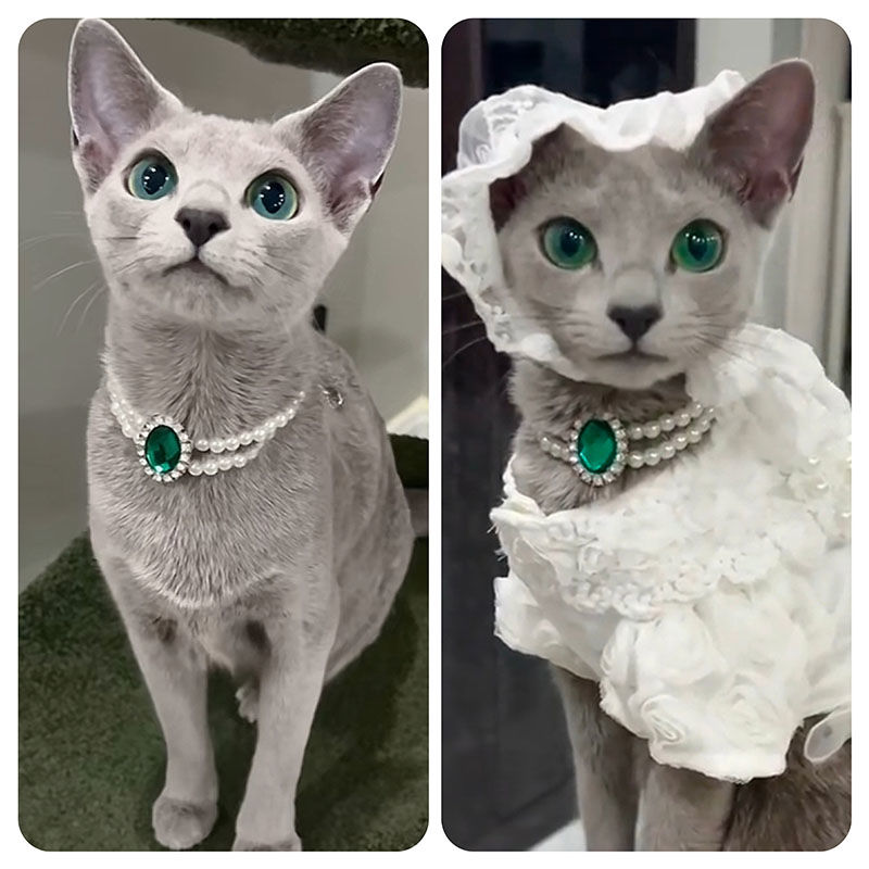 原创网红猫咪项链宠物项圈首饰水滴吊坠兔子项链无声围脖拍照饰品