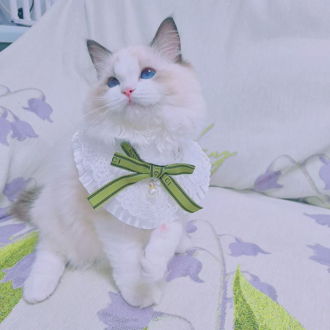 韩版蝴蝶结宠物蕾丝假领花边口水巾狗狗饰品猫咪围嘴泰迪围嘴,宠物/宠物食品及用品,围巾/口水巾,淘宝优惠券,粉丝福利购,淘宝优惠卷