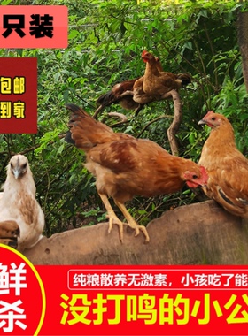 正宗现杀皖南农家散养土鸡童子鸡小公鸡未打鸣土鸡走地鸡仔鸡草鸡