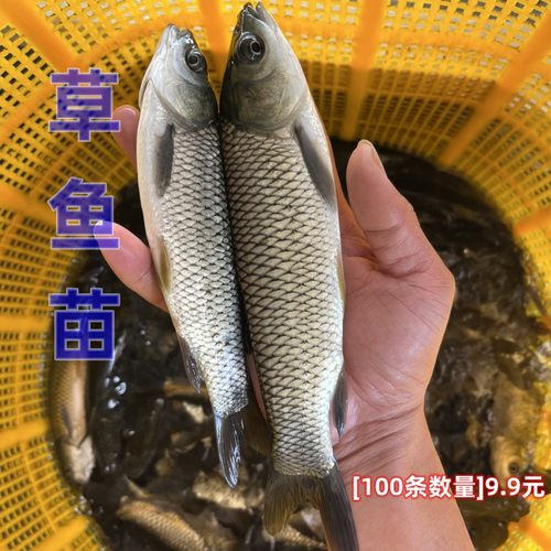 草鱼苗淡水脆肉鲩四大家养殖花鲢