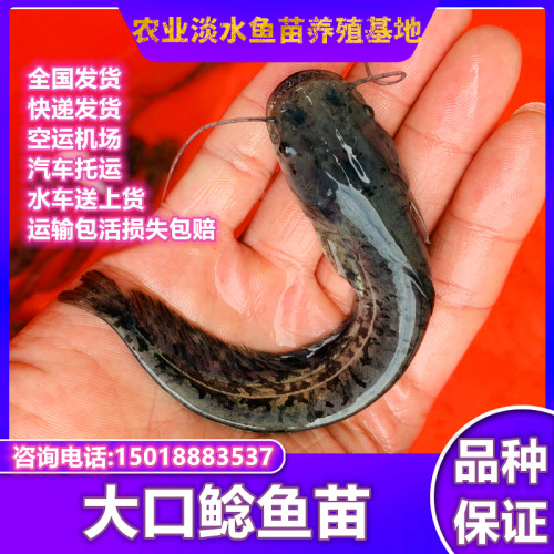 鲶鱼苗淡水养殖冷水鱼大口鲶