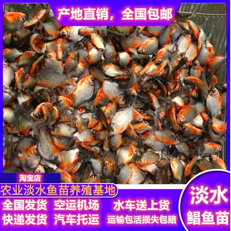 白鲳食用养殖路亚大型凶猛鱼苗