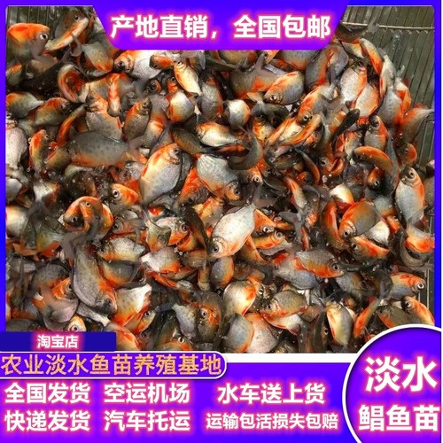 白鲳食用养殖路亚大型凶猛鱼苗