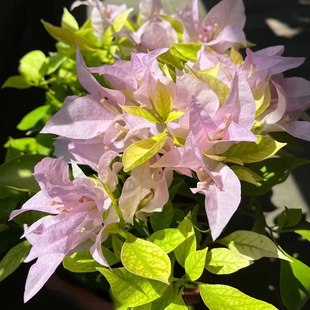 三角梅带花金夫人四季开花老桩爬藤庭院植物