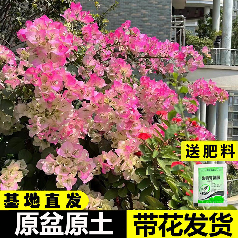 三角梅盆栽带花绿樱爬藤老桩重瓣三角梅