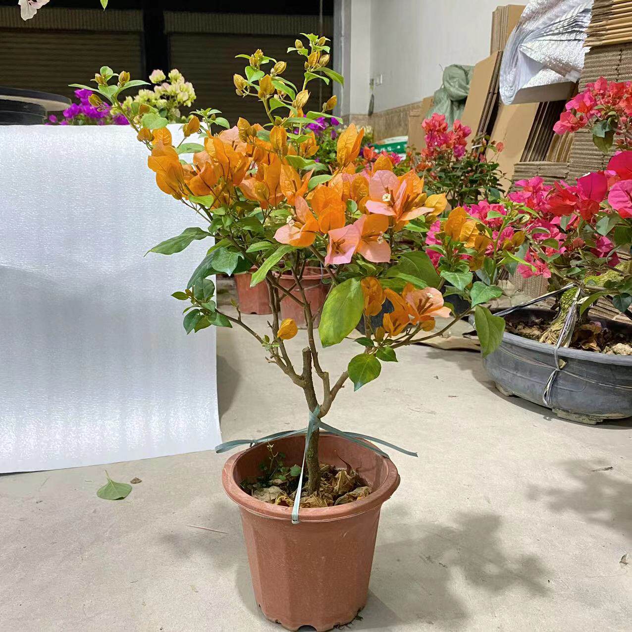 三角梅变色龙带花四季开花老桩爬藤阳台庭院植物