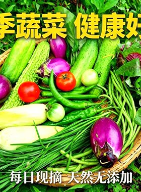 次日达 蔬菜组合 现摘现发 新鲜1斤 随机组合茄子 番茄 君子 黄瓜